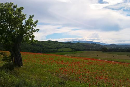 Spring in Provence