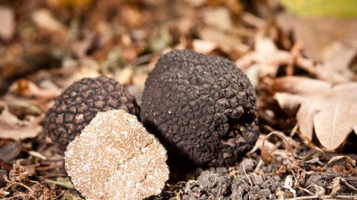 Nature: découverte de la truffe de provence