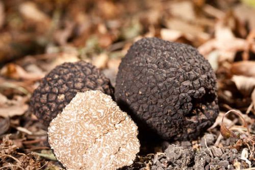 Nature: discovery of the truffle of provence