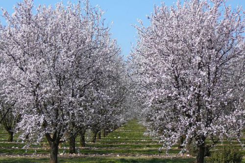 Nature: the almond of the country of Valensole resumes root