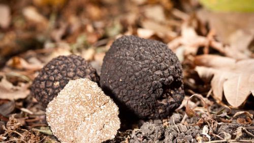 Nature: discovery of the truffle of provence