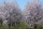 Nature: the almond of the country of Valensole resumes root