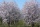 Nature : l'amande du pays de Valensole reprend racine...